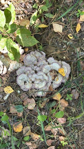 Niszczyk