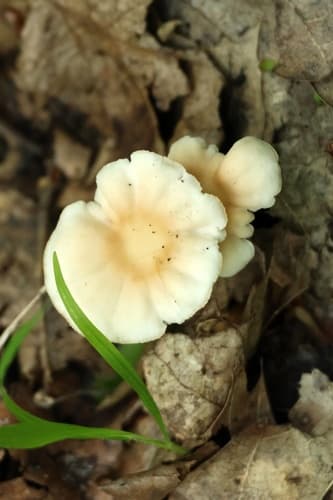 Gymnopus