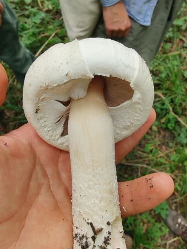 Pieczarka biaława