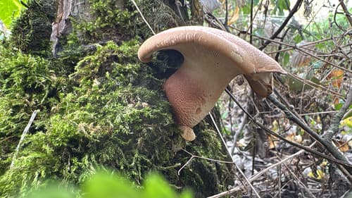 Neolentinus degener