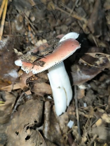 Gołąbek