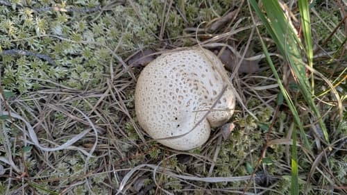 Tęgoskór cytrynowy
