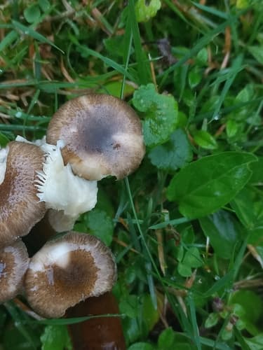 Hygrophorus pustulatus