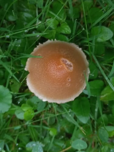 kruchawica