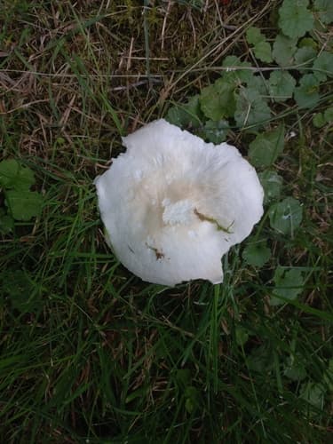 Agaricineae