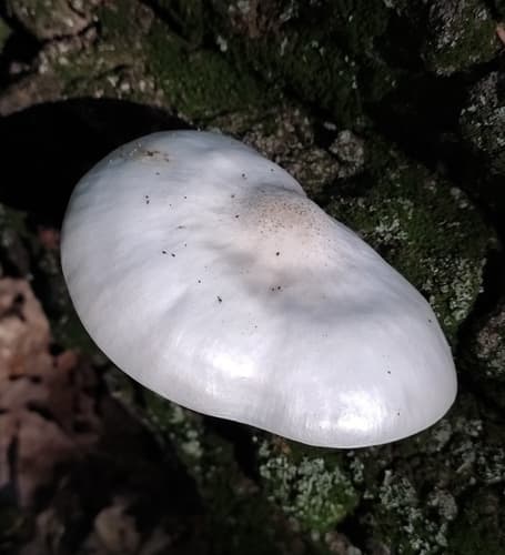 Pluteus petasatus