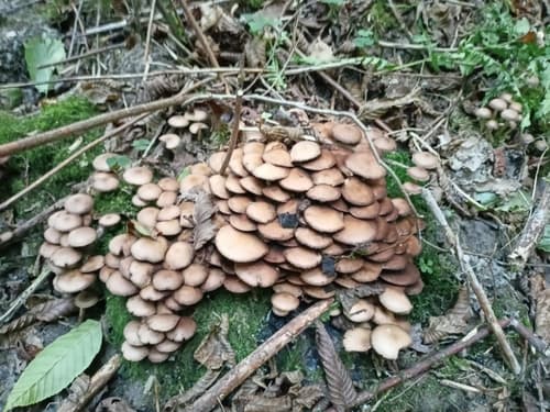Kruchaweczkowate