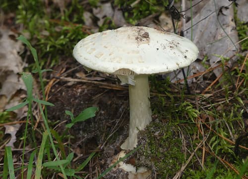 Muchomor cytrynowy