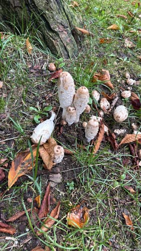 Czernidłak kołpakowaty