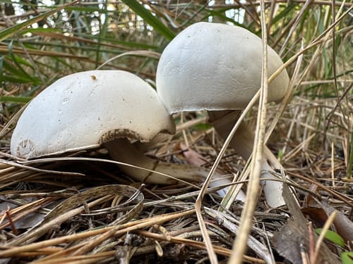 Leucocoprinus