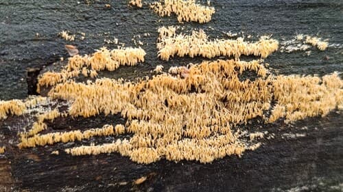 Mucronella flava