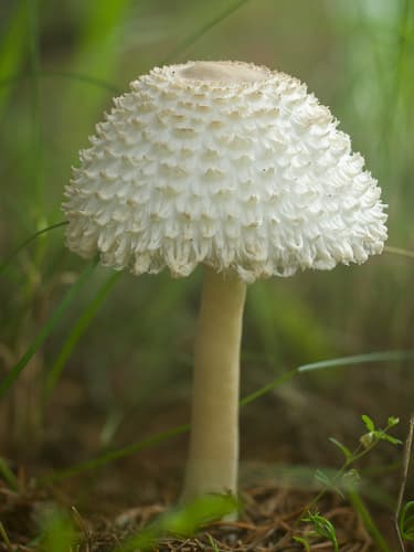 Pieczareczka borowa