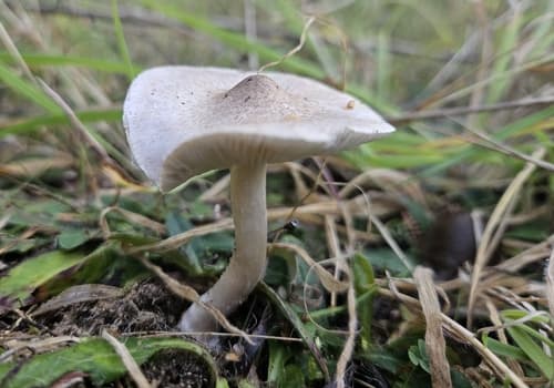 Gąska żółknąca