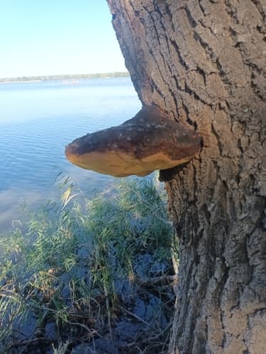 Pniarek obrzeżony