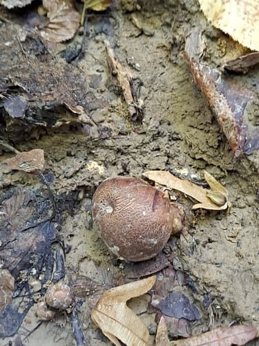 Tęgoskór