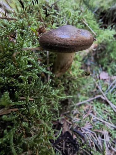 Podgrzybek brunatny