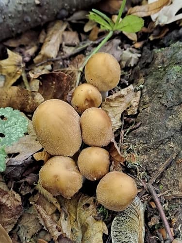Coprinellus