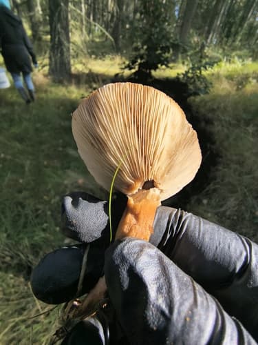 Gołąbkowate