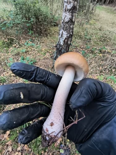 Muchomor czerwieniejący