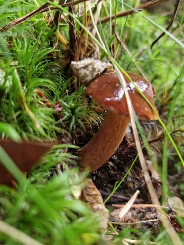 Podgrzybek brunatny