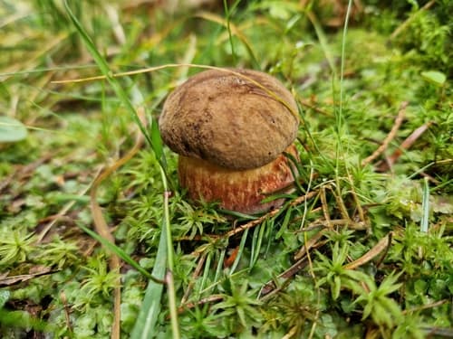 krasnoborowik ceglastopory