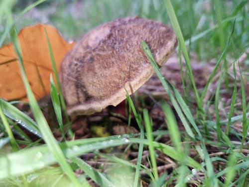 Suchogrzybek oprószony