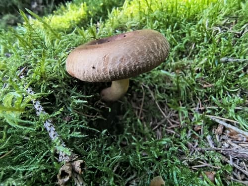 Krowiak podwinięty