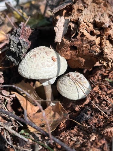 Muchomor cytrynowy