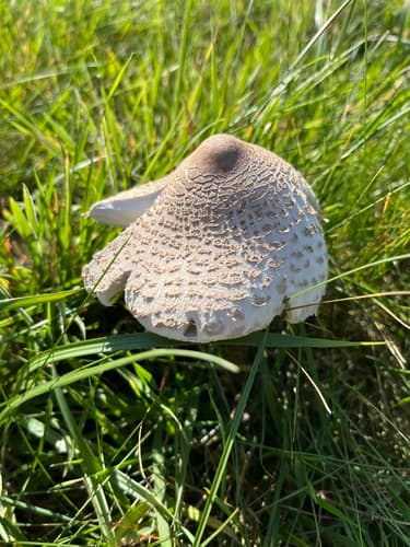 Czubajka