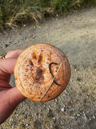 mleczaj rydz
