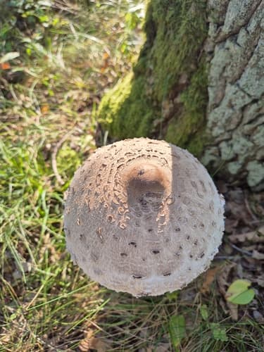 Macrolepiota