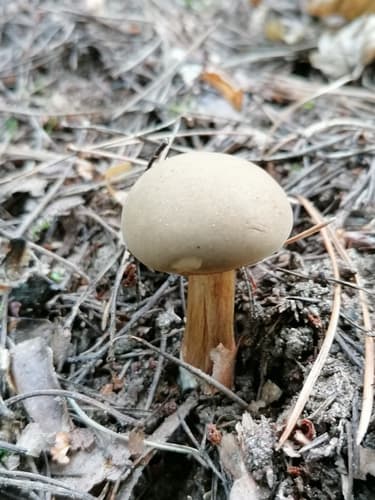 Borowikowate