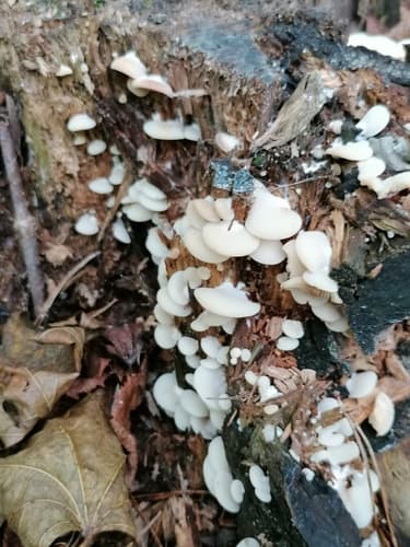 Crepidotus
