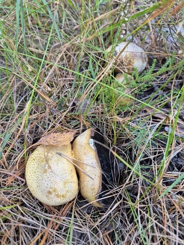 Tęgoskór cytrynowy
