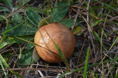 Maślak