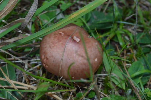 Pieczarniaki