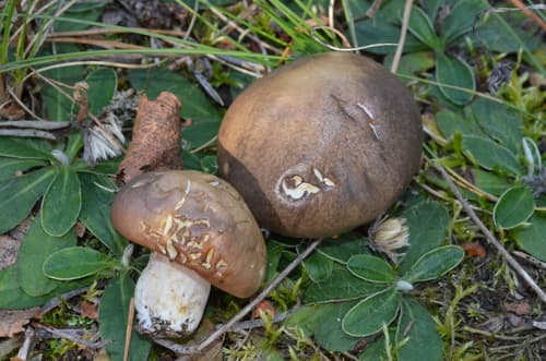 Pieczarniaki