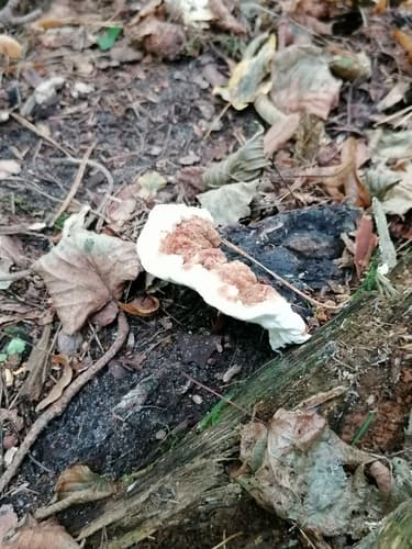 lakownica jasnomiąższowa