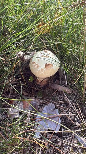 Muchomor cytrynowy