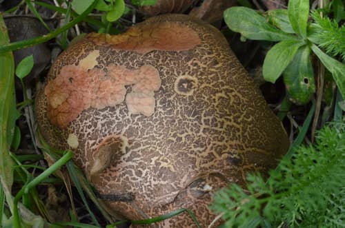 Xerocomellus