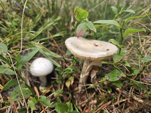 Muchomor cytrynowy