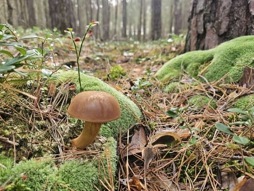 Podgrzybek brunatny