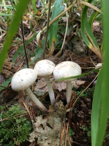 Monetnica plamista