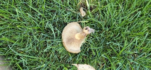 Krowiak podwinięty
