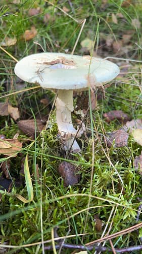Muchomor cytrynowy