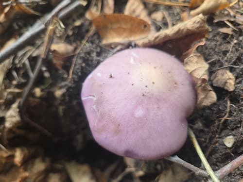 Collybia