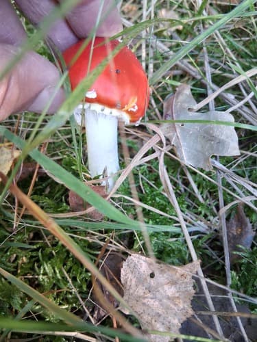Amanita muscaria muscaria