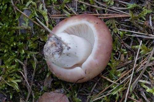 Gołąbek