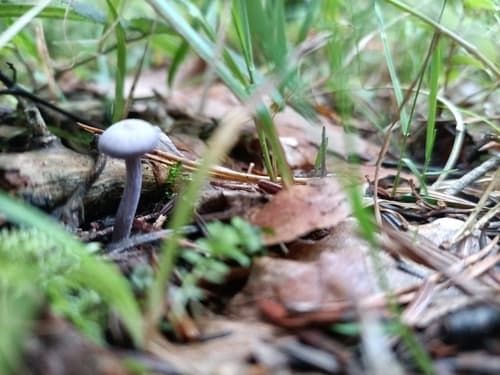 Lakówka ametystowa