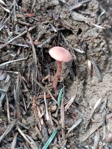 Lakówka pospolita